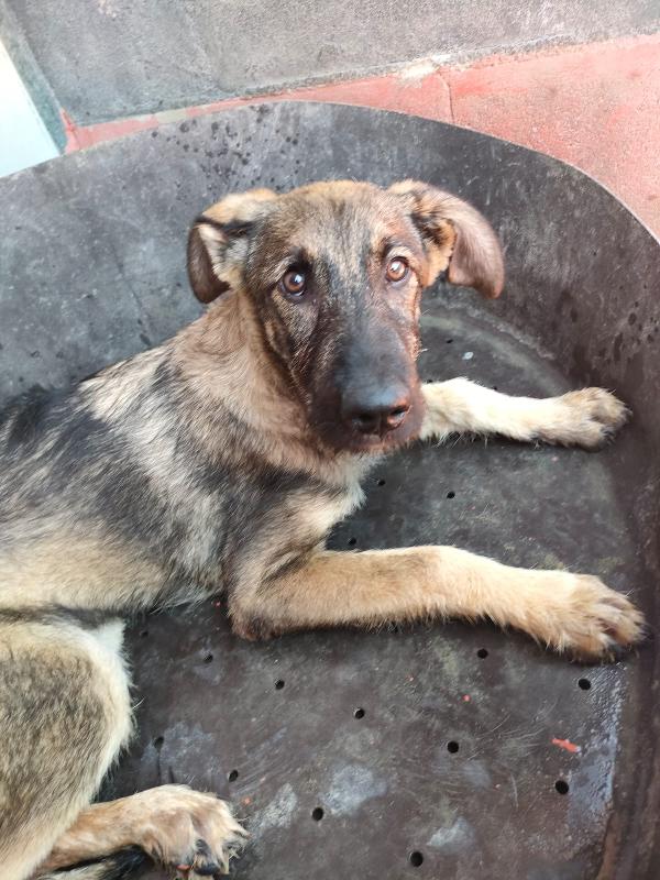 Elsa Splendida Cucciola Simil Pastore In Canile Foto 6